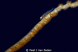 Gobie on a whip coral by Peet J Van Eeden 